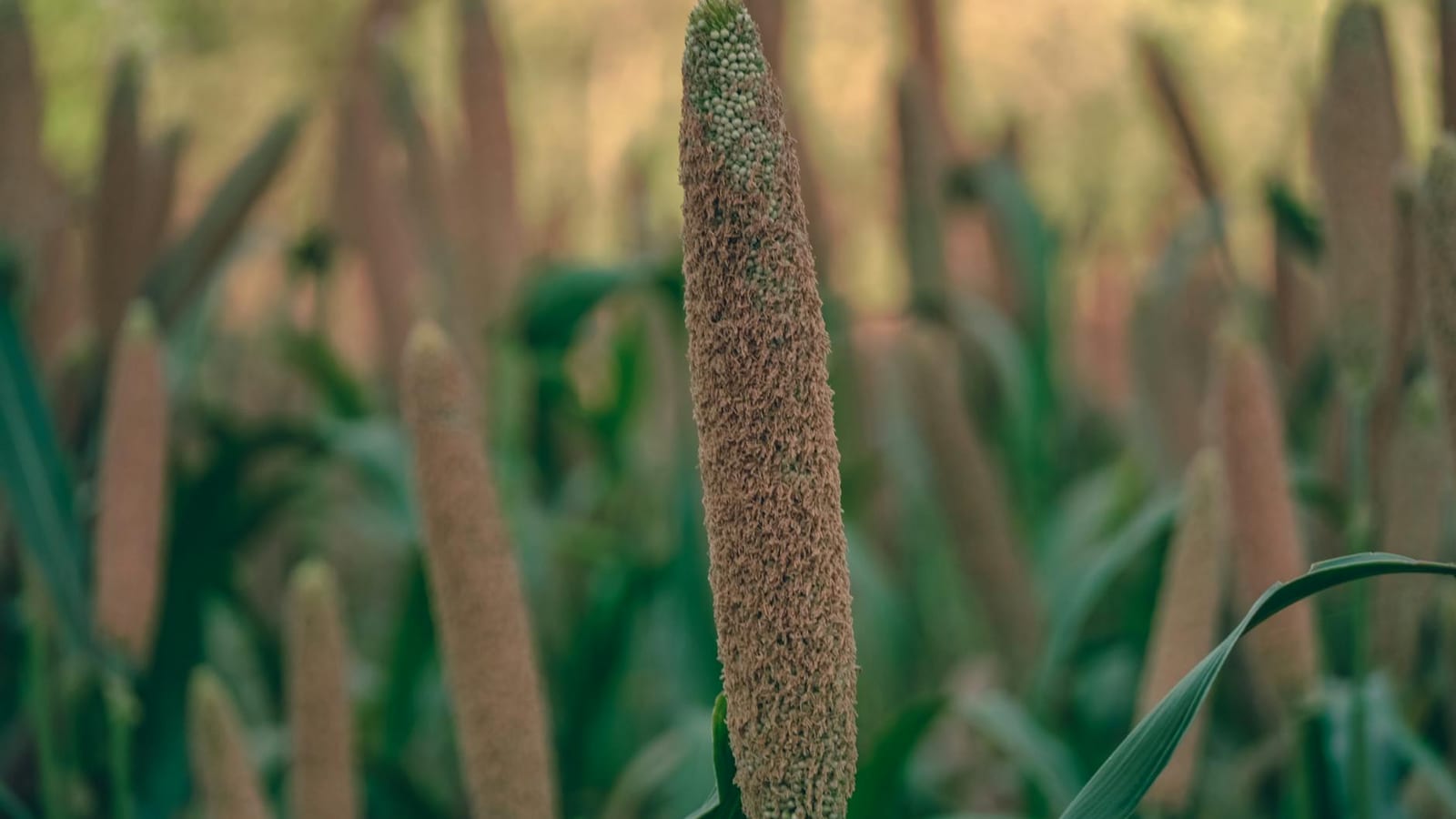 Darbhanga Ragi Fields Shrink as Millet Demand Grows