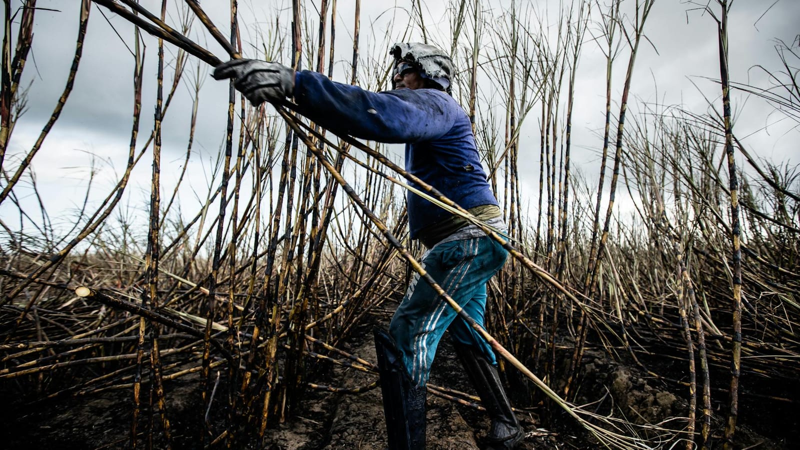 Global sugar prices recover as monsoon risks return