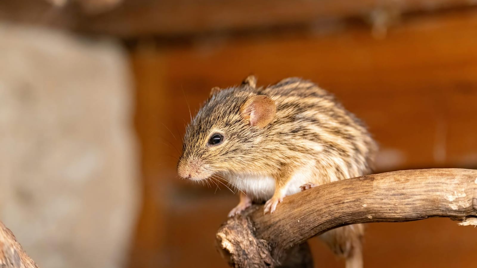Hantavirus Risk From Rodents Is Higher Than Most Indians Realise