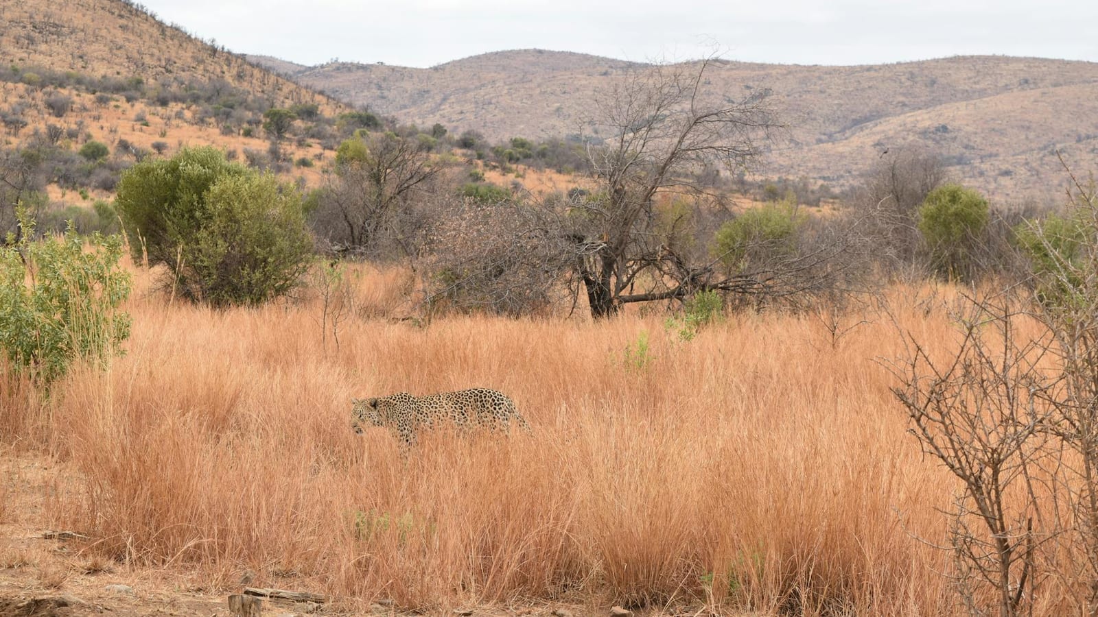 Leopard Attack Kills Farmer as Maharashtra Faces Storms