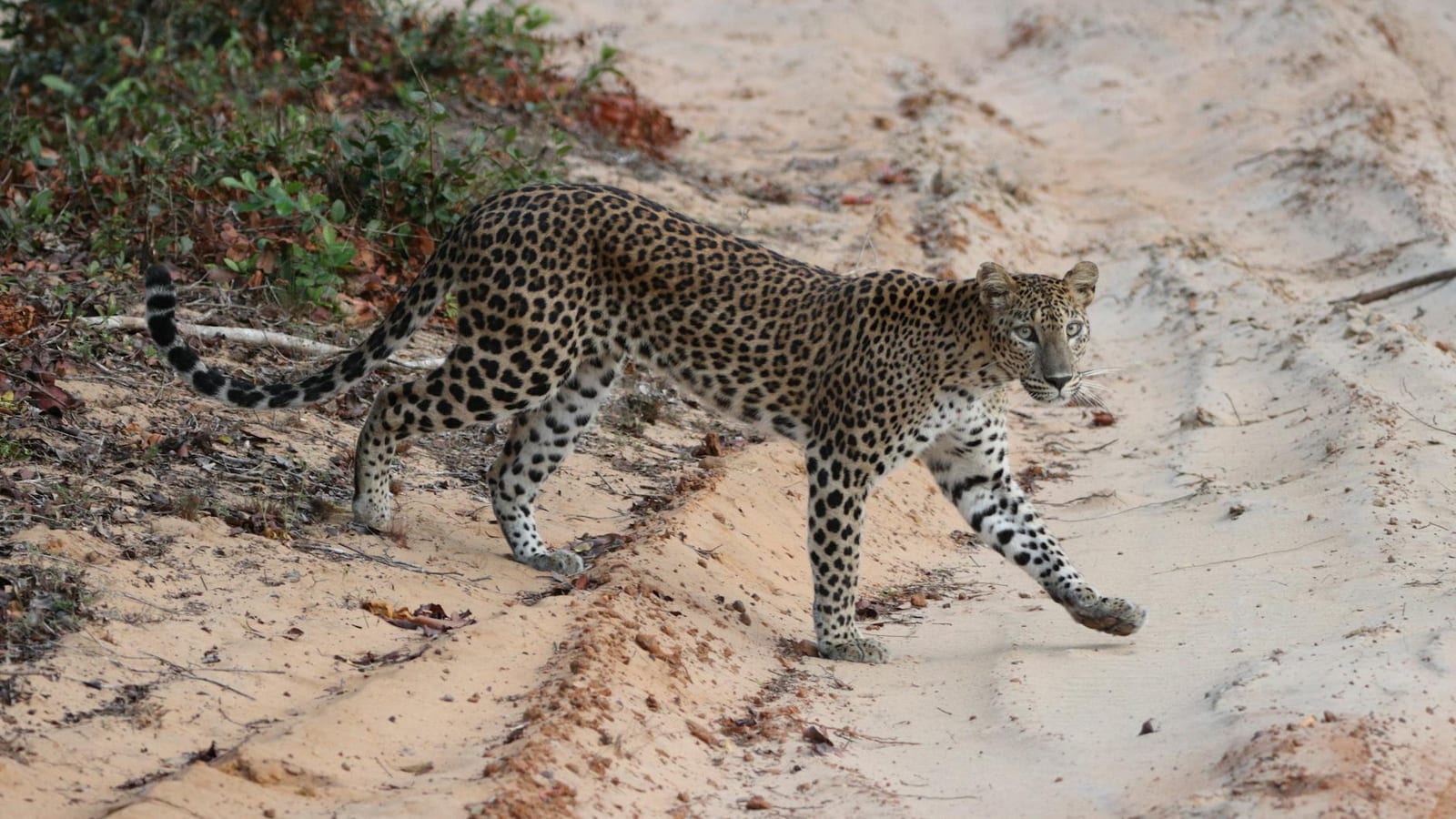 Leopard Kills Bhandara Farmer Amid Maharashtra Strain