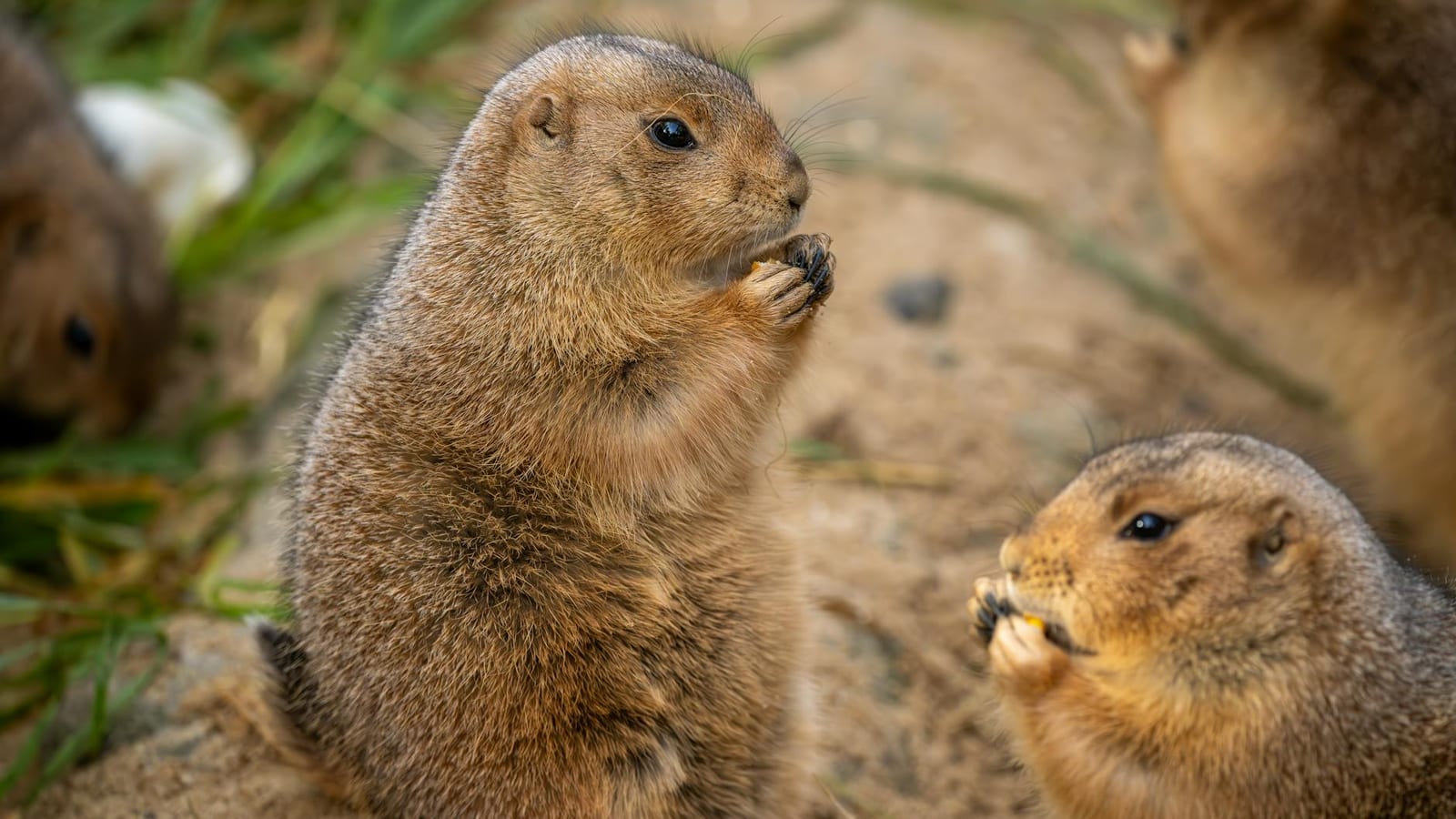 Post-Monsoon Rodent Surge Raises Hanta Virus Risk in Indian Homes